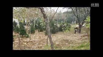 國產(chǎn)真實(shí)野戰(zhàn)在線視頻