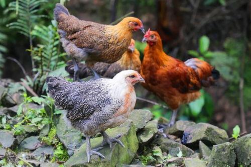 國產插雞,創新科技引領農業現代化新篇章