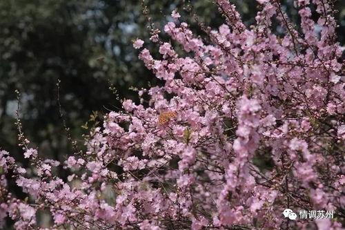國產久丁香,傳承與創新中的民族香氛傳奇